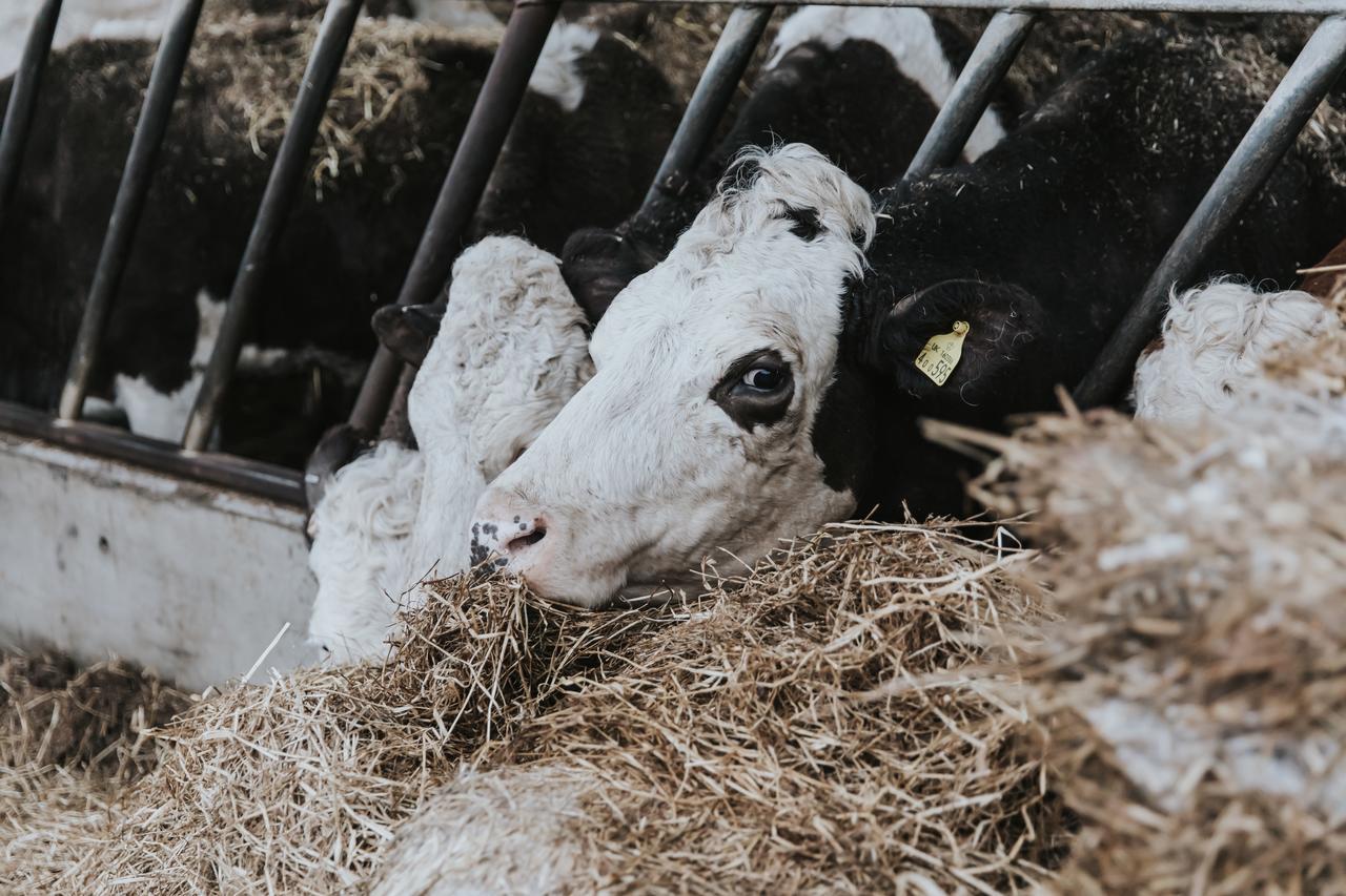 مبيت وإفطار كنوتسفورد Owen House Farm المظهر الخارجي الصورة