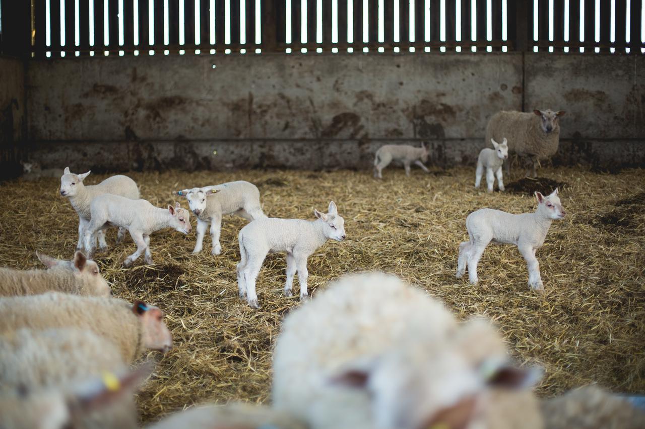 مبيت وإفطار كنوتسفورد Owen House Farm المظهر الخارجي الصورة