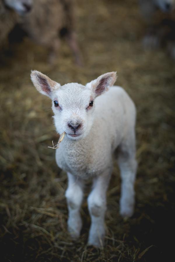 مبيت وإفطار كنوتسفورد Owen House Farm المظهر الخارجي الصورة