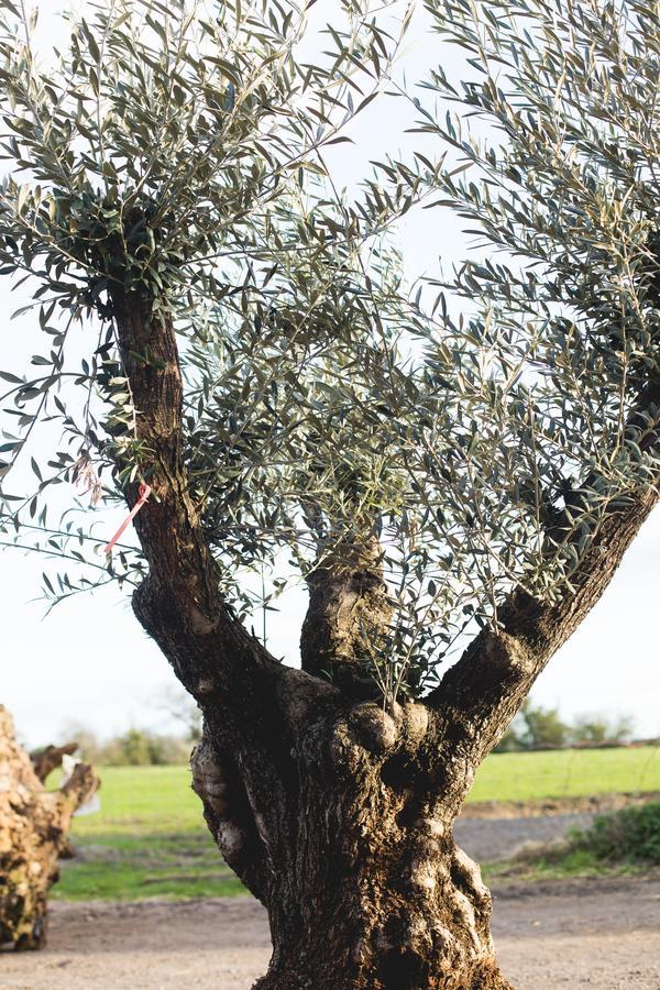 مبيت وإفطار كنوتسفورد Owen House Farm المظهر الخارجي الصورة
